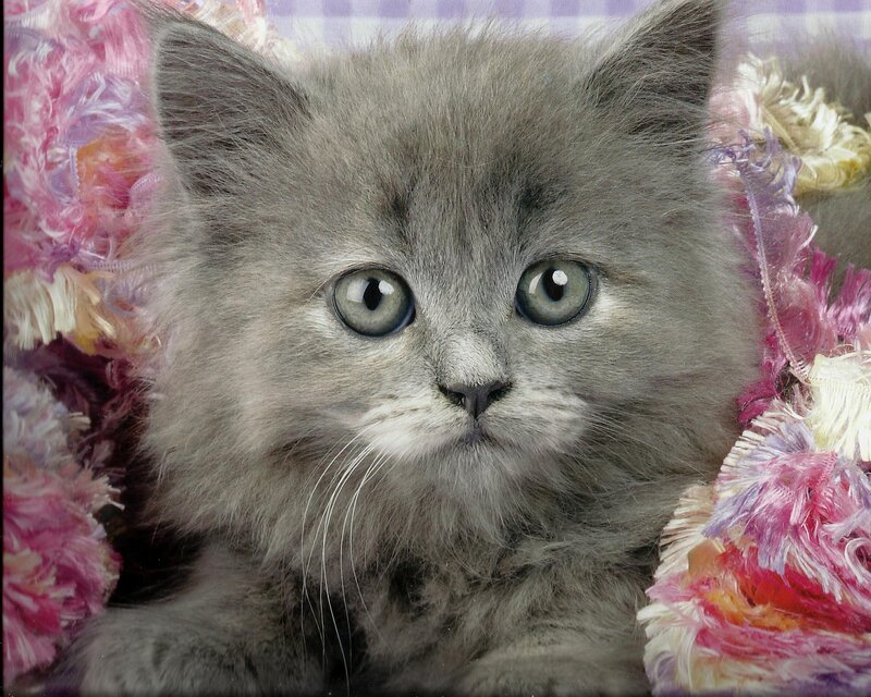 Gray Kitten — Calm