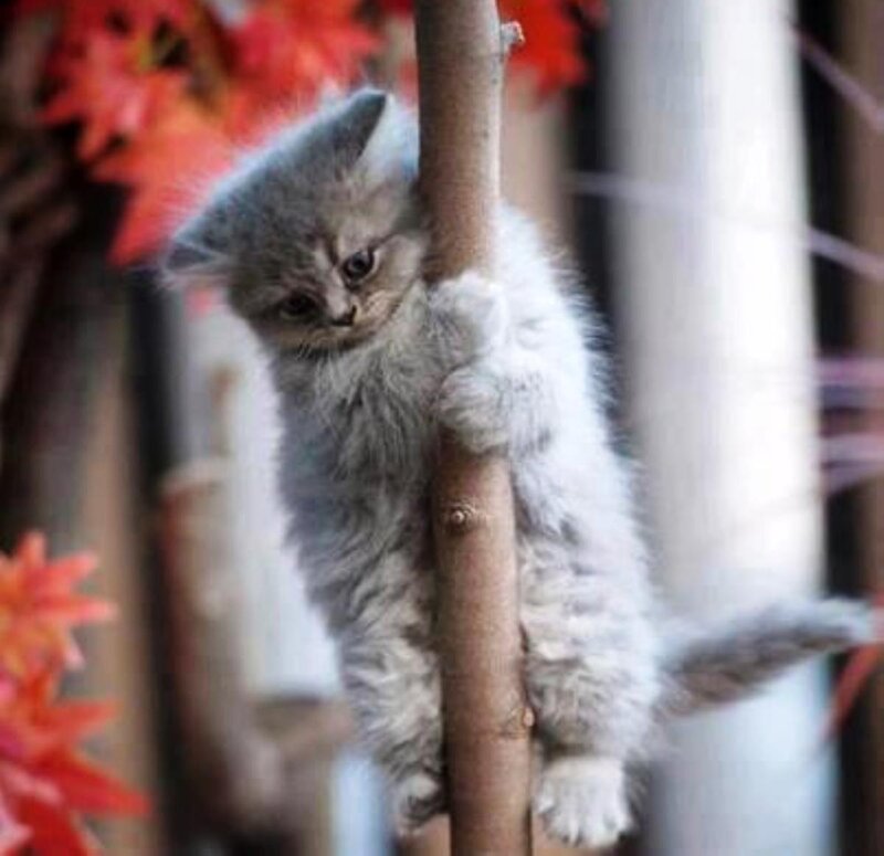 Gray Kitten Climbing Branch