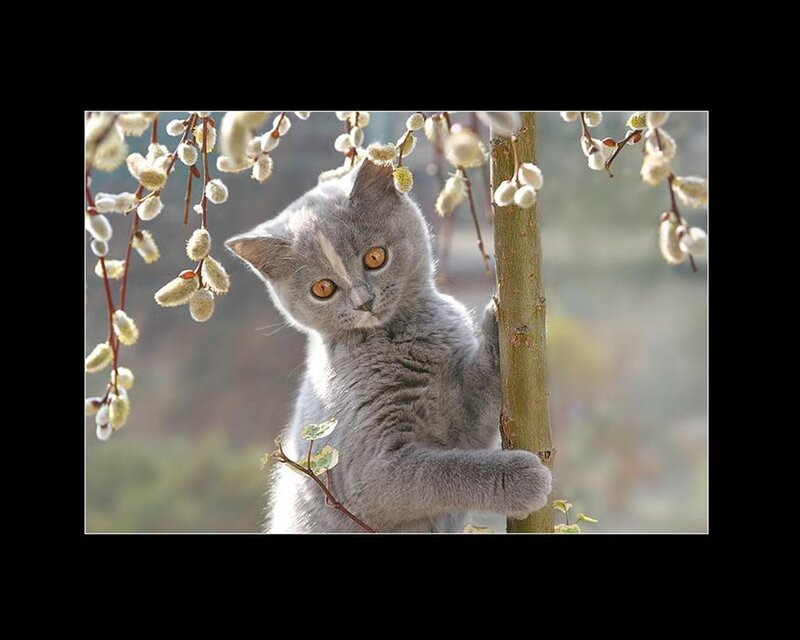 Gray Kitten Climbing