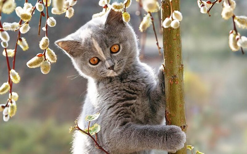 Gray Kitten Climbing Tree — Curious