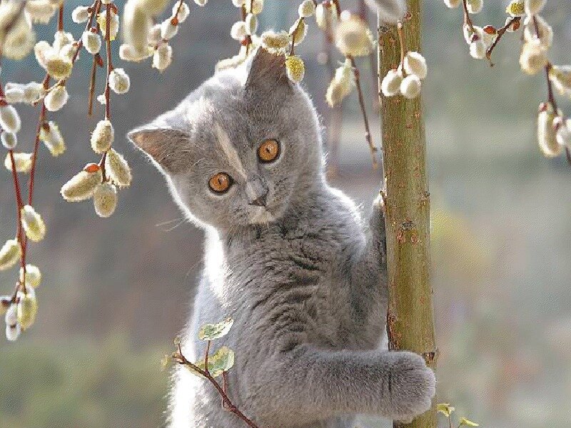 Gray Kitten Climbing Tree
