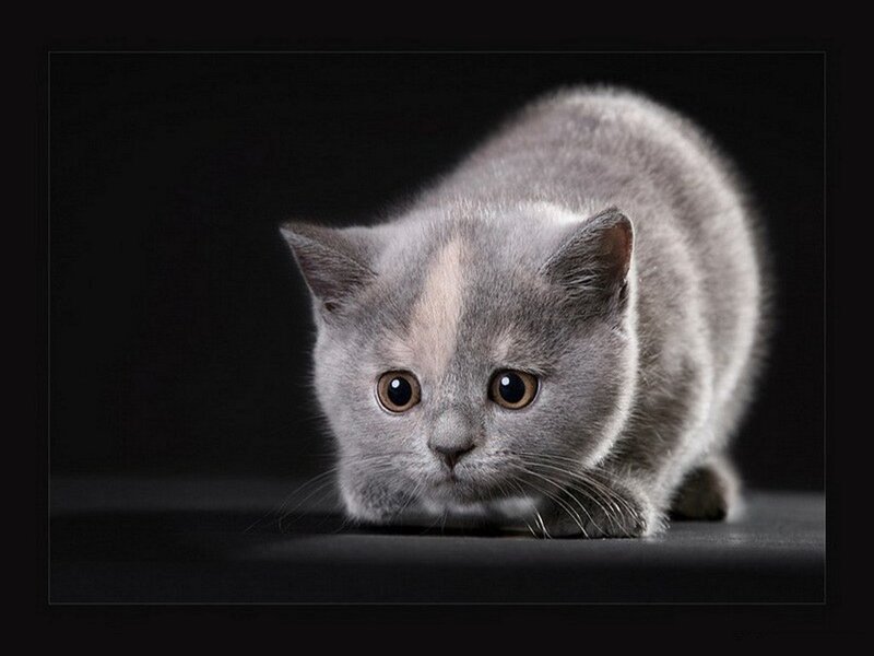 Gray Kitten Crouching