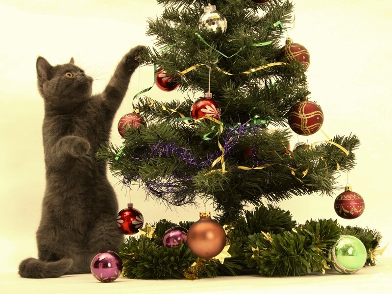 Gray Kitten Decorating Tree