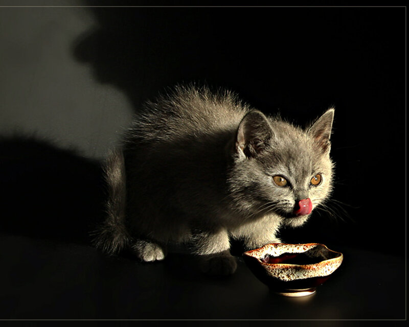 Gray Kitten Drinking