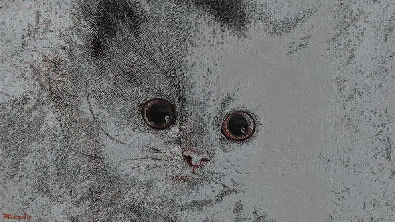 Gray Kitten Face