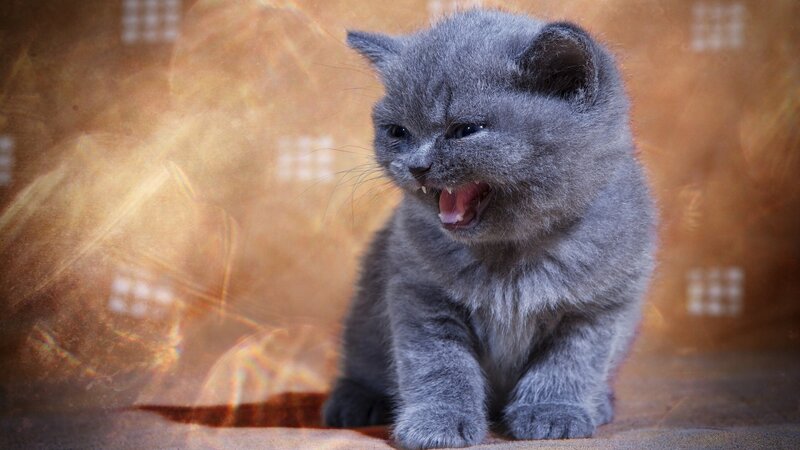 Gray Kitten Hissing