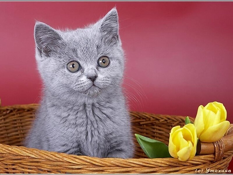 gray kitten in a basket
