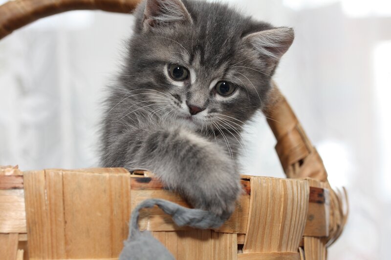 gray kitten in a basket