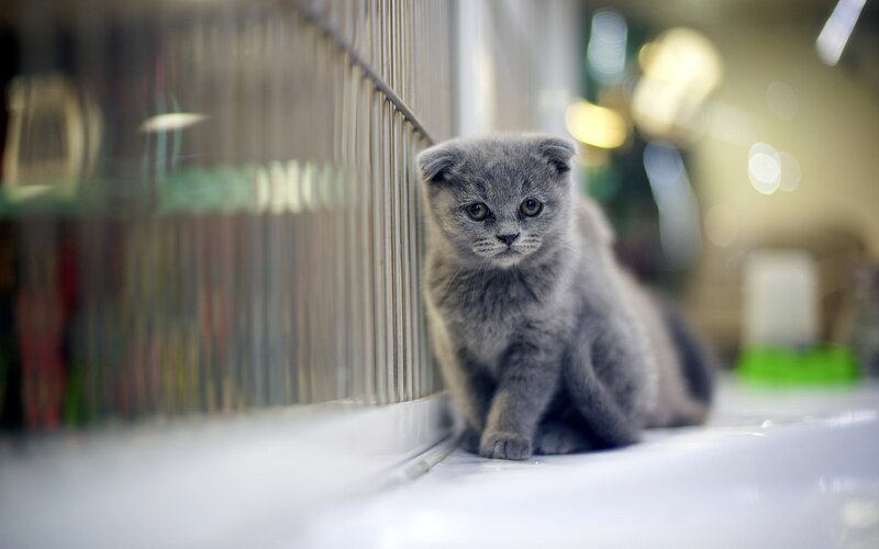 gray kitten in a cage