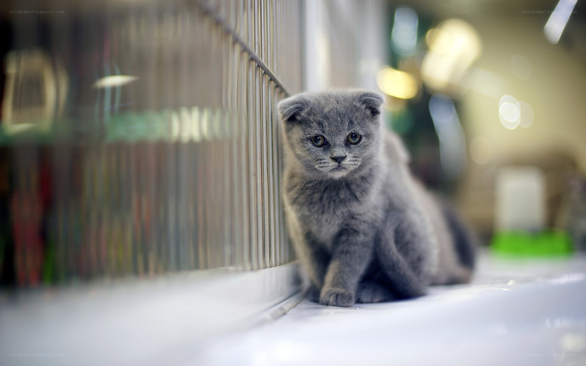 gray kitten in a cage