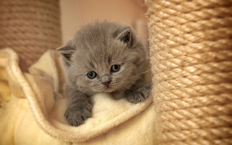 gray kitten in a cozy bed