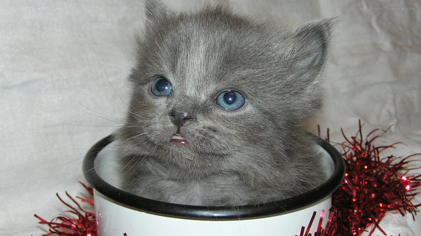 gray kitten in a cup