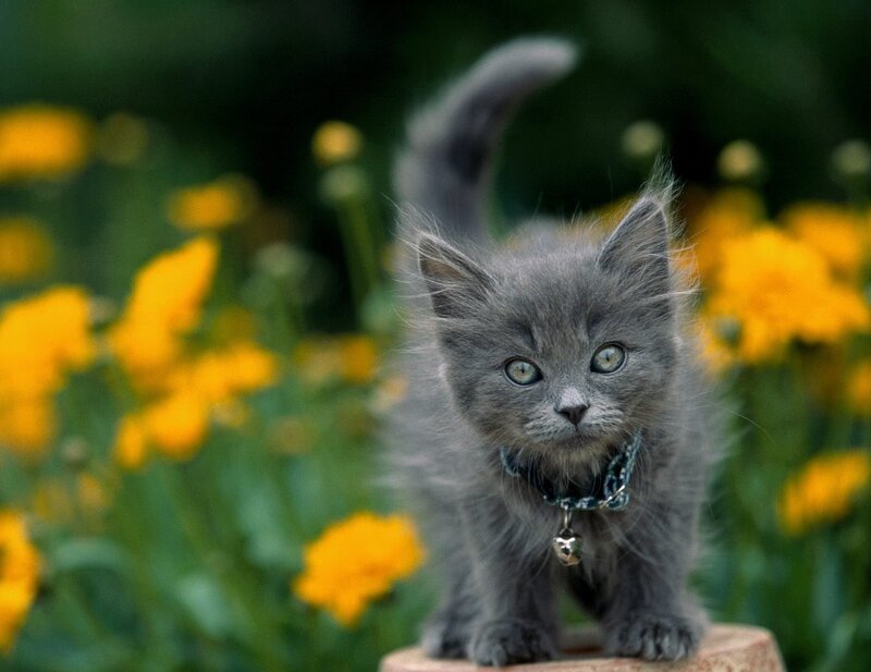 gray kitten in a flower garden
