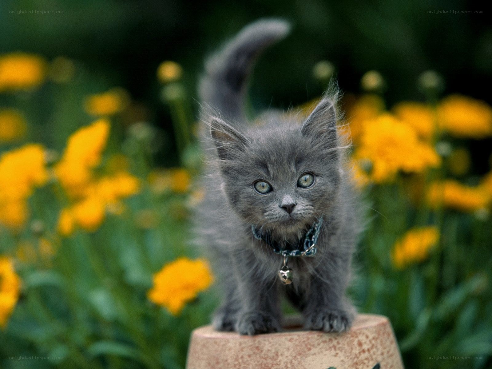 gray kitten in a flower garden