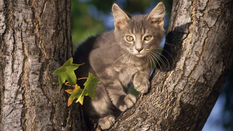 gray kitten in a tree