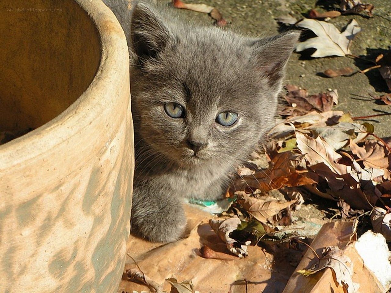 gray kitten in autumn leaves
