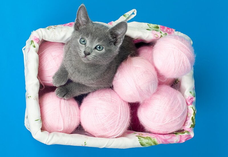 Gray Kitten in Basket — Blue