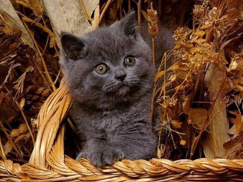 Gray Kitten in Basket — Calm, Autumn