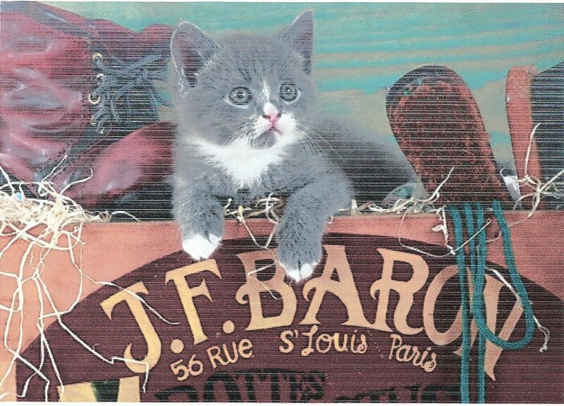 Gray Kitten in Basket — Calm, Illustration