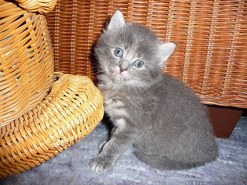 Gray Kitten in Basket — Calm, Photograph, Carpet