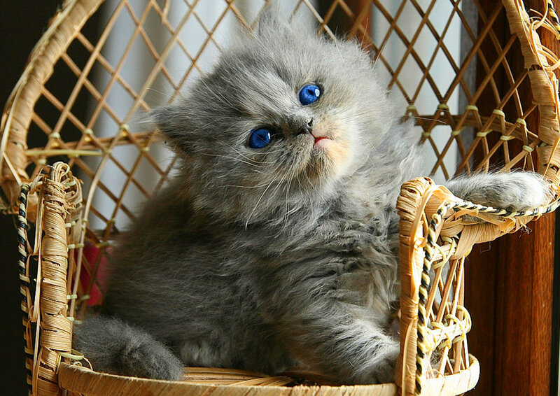 Gray Kitten in Basket — Calm, Photograph, Cat