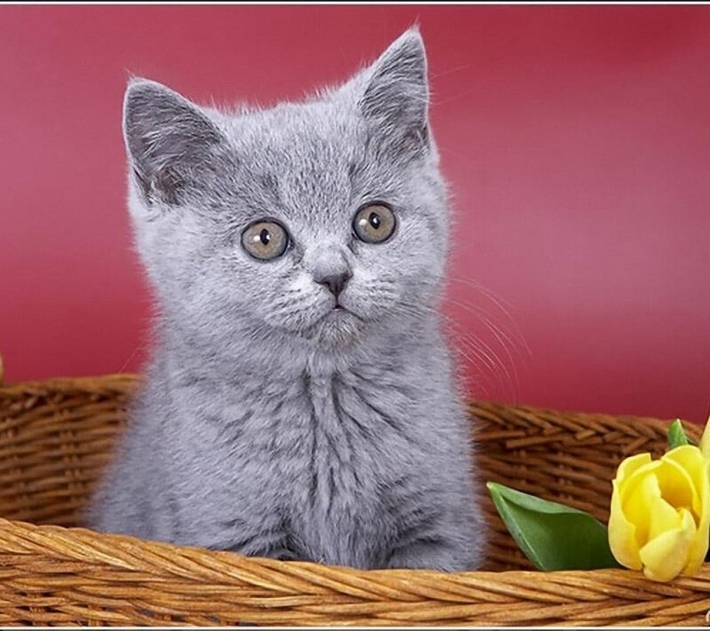 Gray Kitten in Basket — Calm, Photograph, Flower