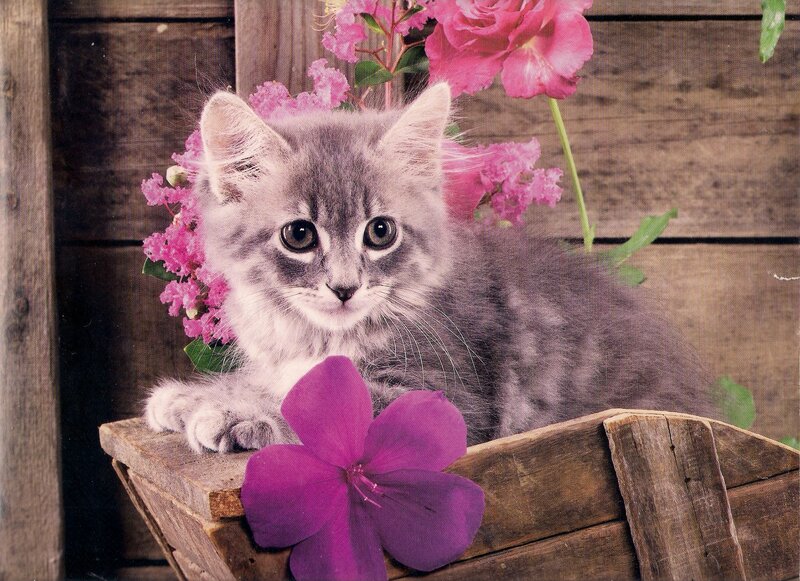Gray Kitten in Basket — Calm, Photograph, Flowers