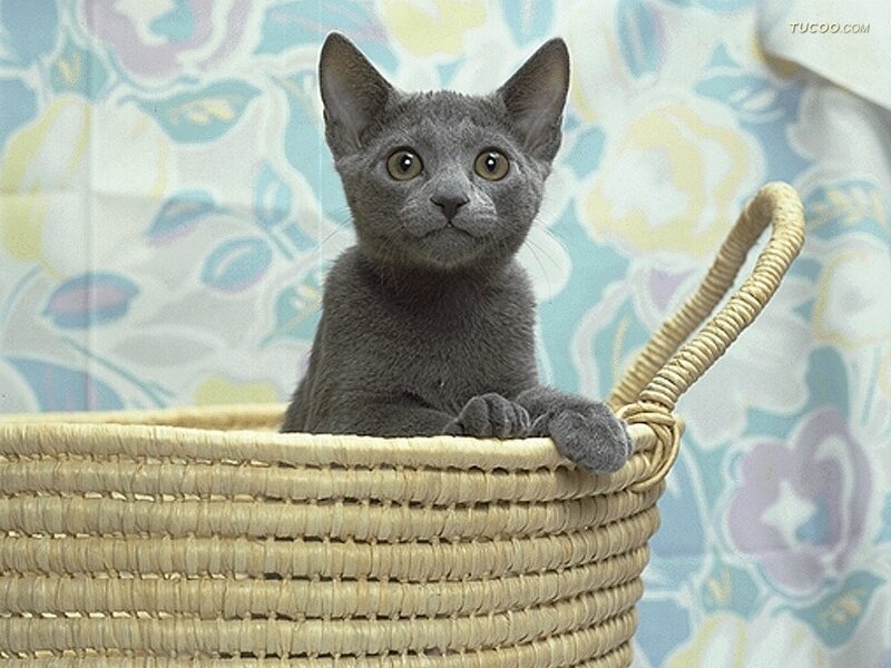 Gray Kitten in Basket — Calm, Photograph