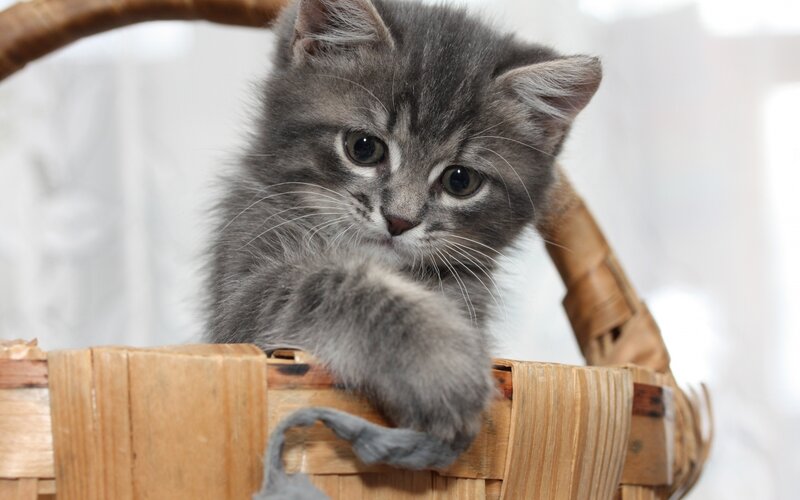 Gray Kitten in Basket — Calm, Photograph, Whiskers
