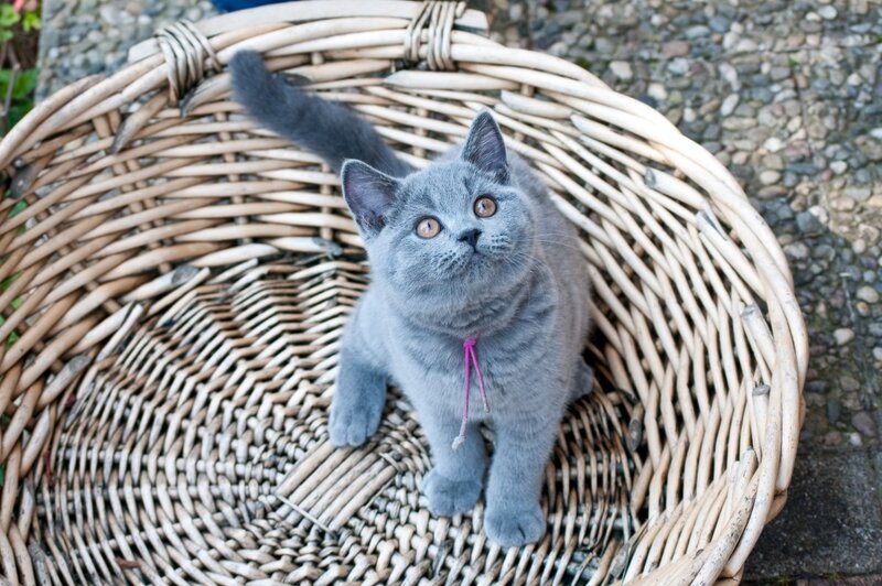 Gray Kitten in Basket — Calm