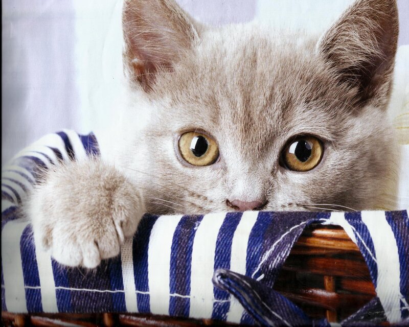Gray Kitten in Basket — Curious, Photograph, Striped Cloth