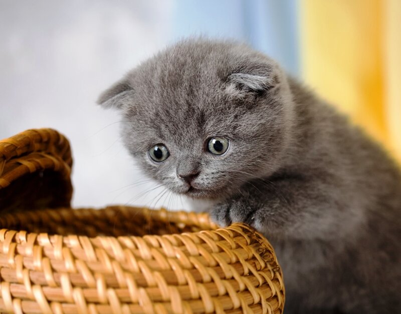 Gray Kitten in Basket — Curious, Photograph