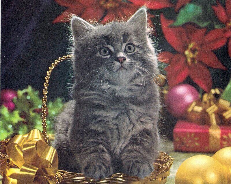 Gray Kitten in Basket — Festive