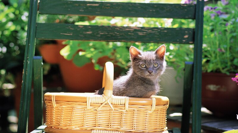 Gray Kitten in Basket — Green