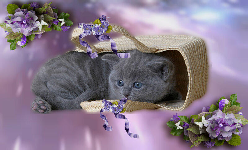 Gray Kitten in Basket — Purple