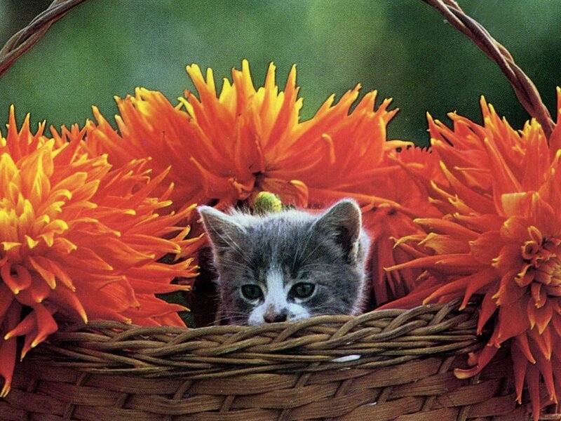 Gray Kitten in Basket