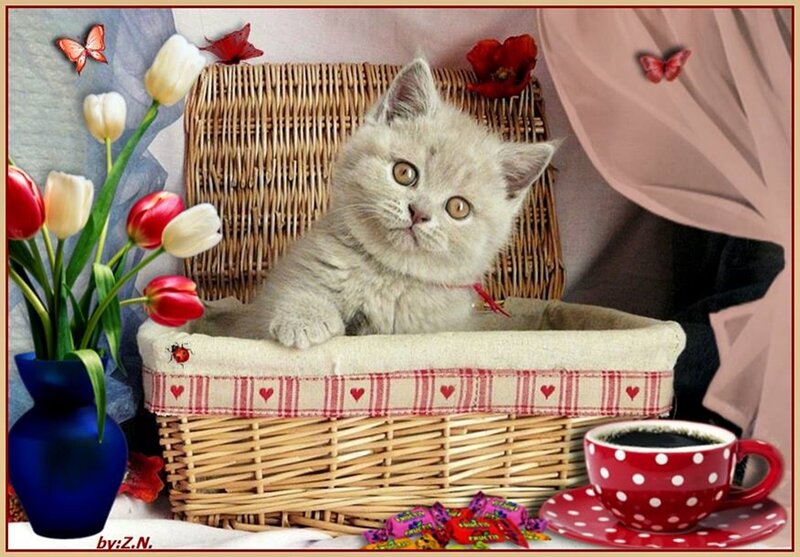 Gray Kitten in Basket — White