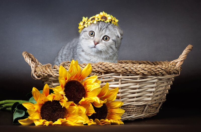 Gray Kitten in Basket — Yellow