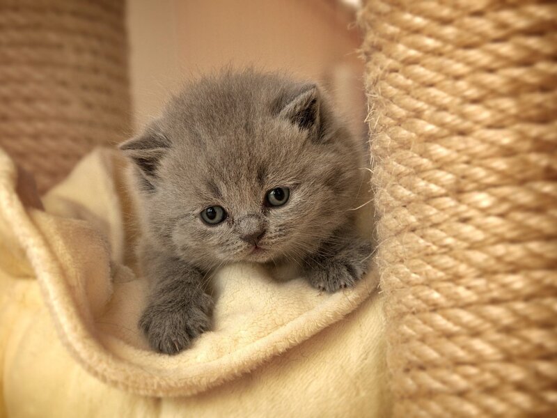 Gray Kitten in Bed — Calm
