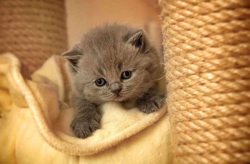 Gray Kitten in Blanket