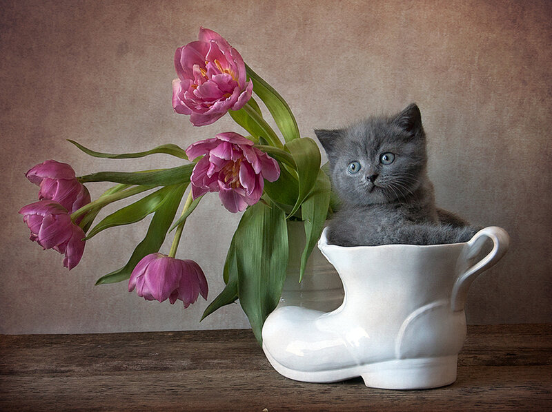 Gray Kitten in Boot