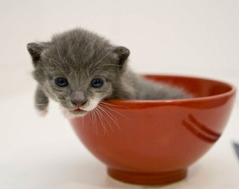 Gray Kitten in Bowl — Innocent