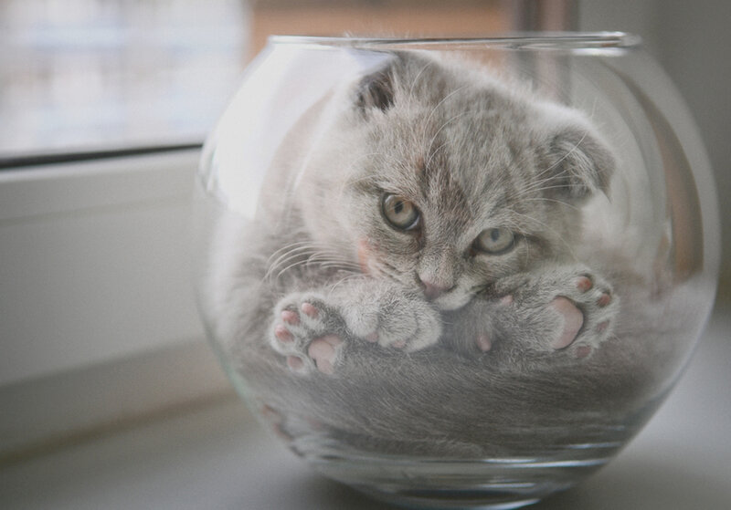 Gray Kitten in Bowl