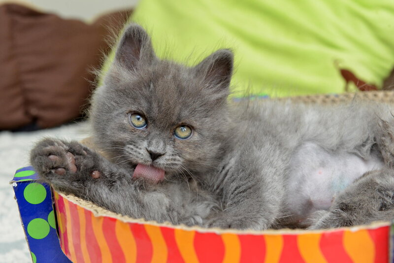 Gray Kitten in Box — Playful