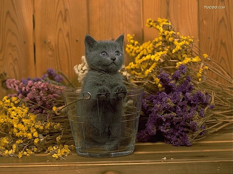 Gray Kitten in Bucket