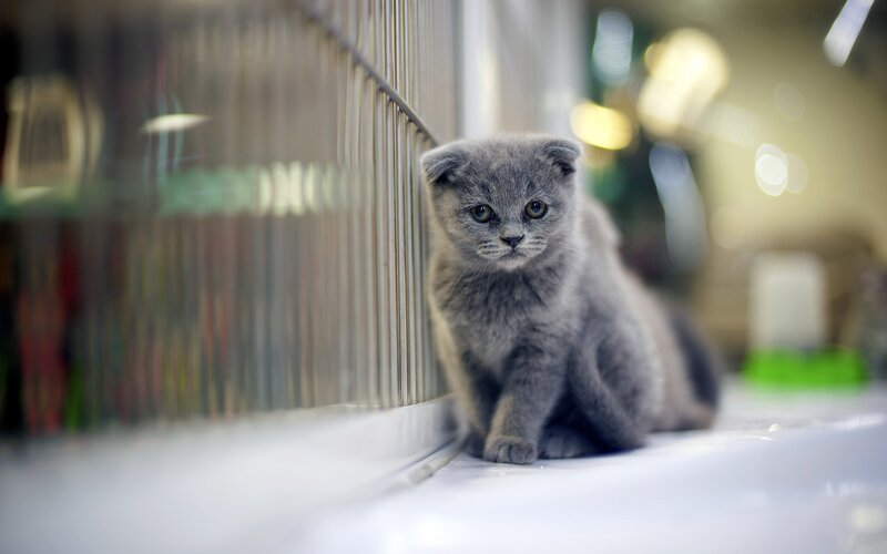 Gray Kitten in Cage — Calm, Photograph