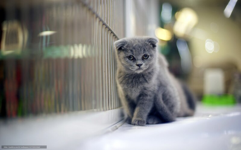 Gray Kitten in Cage — Calm, Photograph, Window