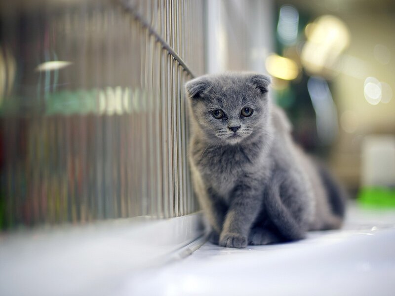 Gray Kitten in Cage