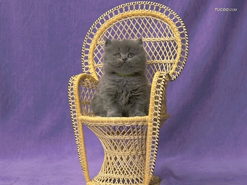 Gray Kitten in Chair