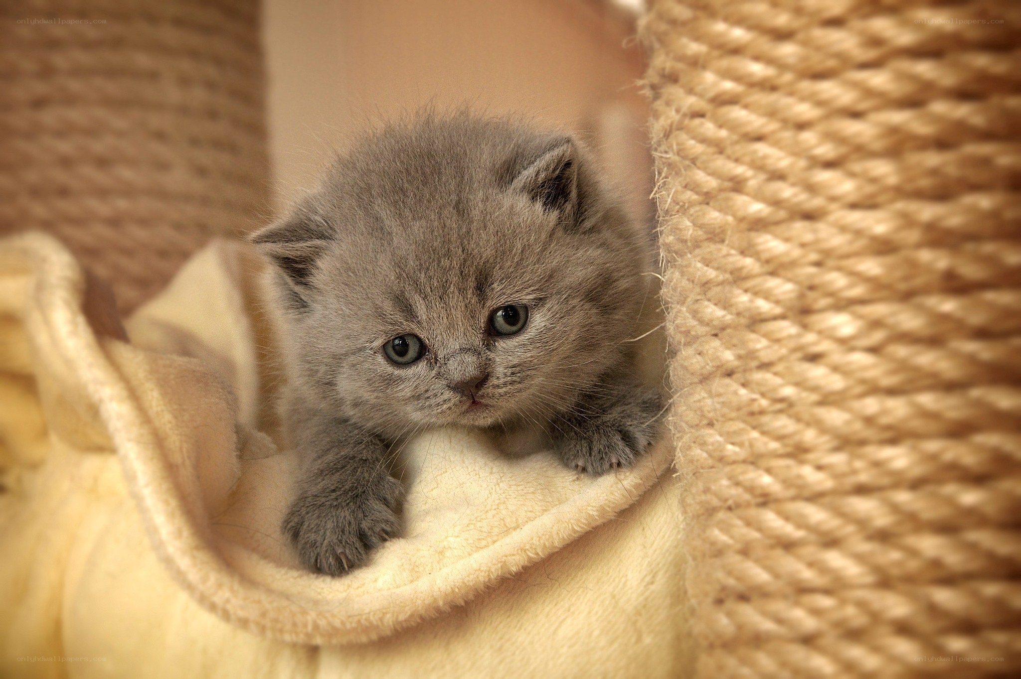 gray kitten in cozy bed